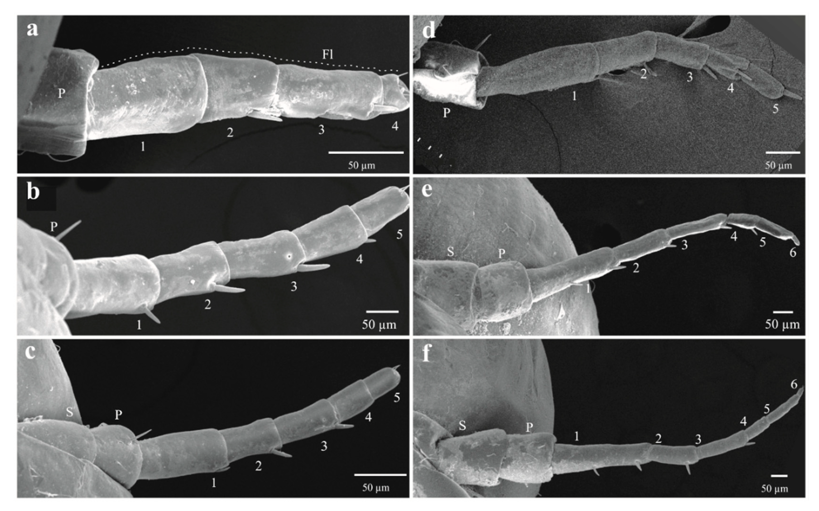 Insects 11 00096 g008