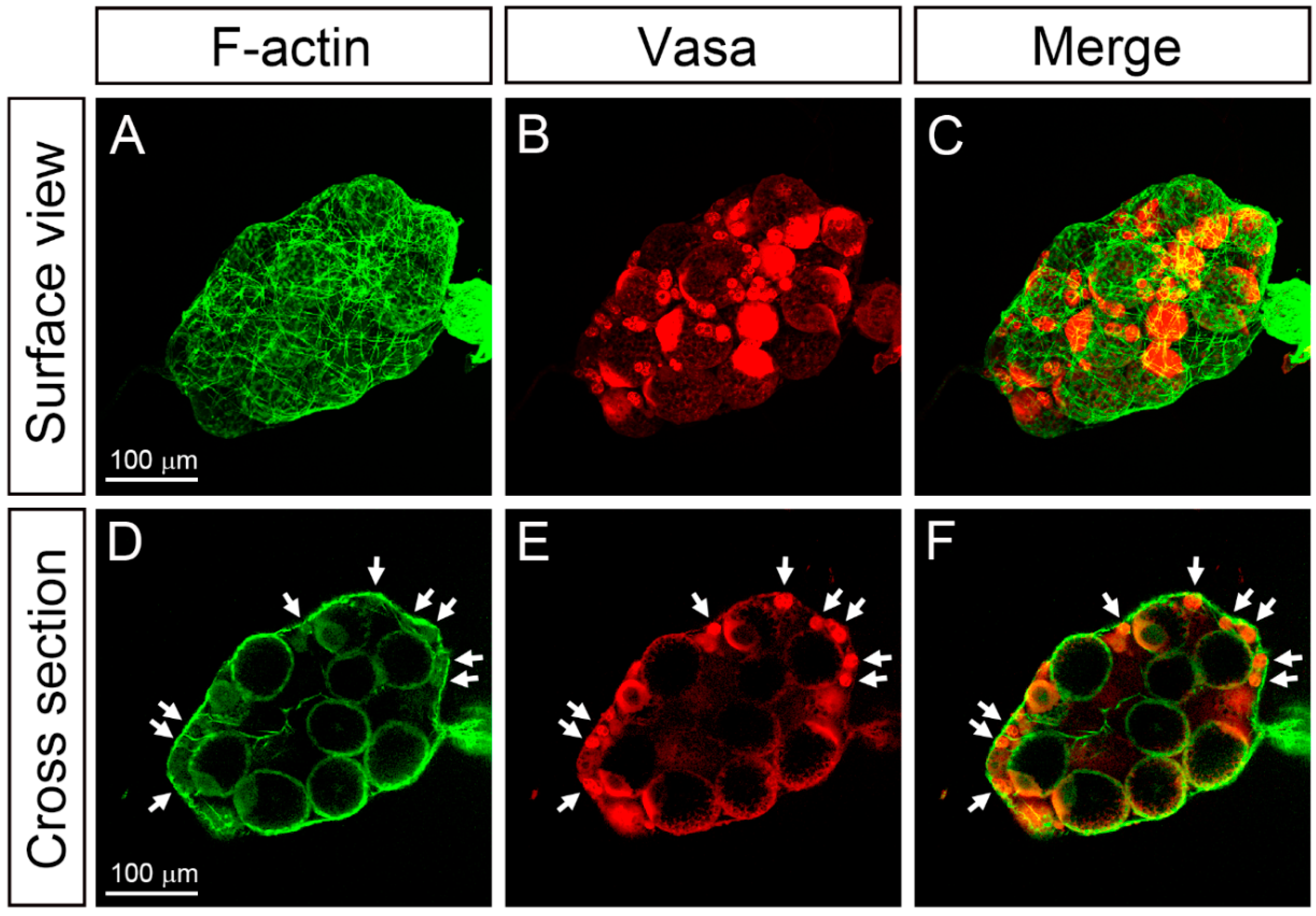 Insects 11 00106 g003