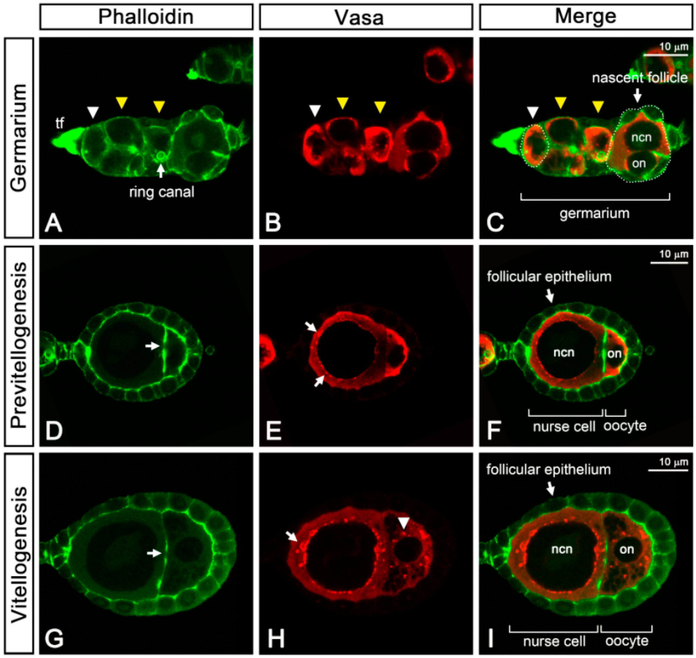 Insects 11 00106 g005