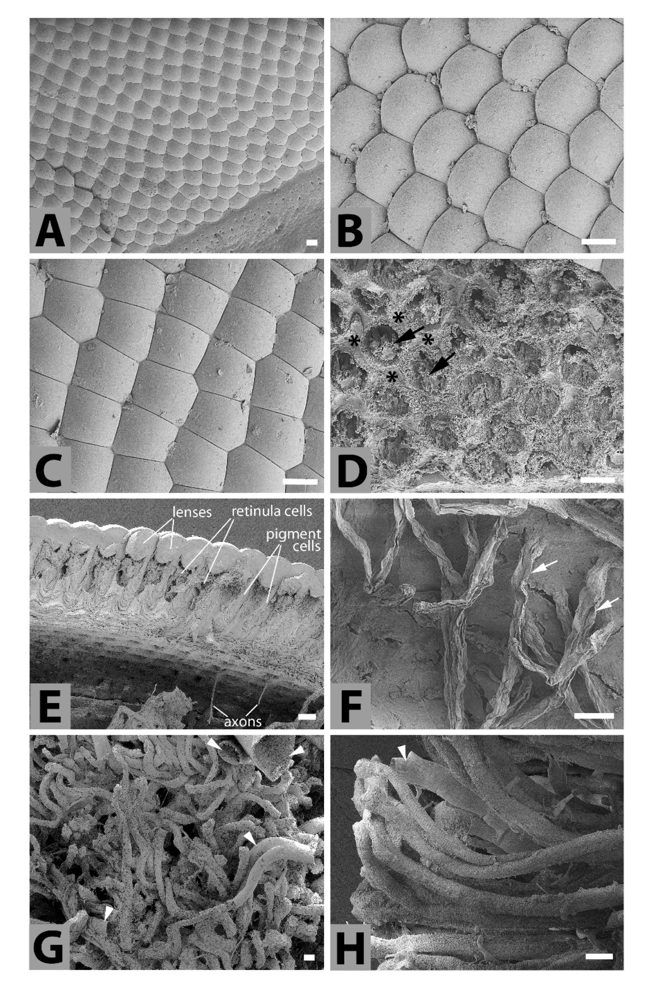 Insects 11 00120 g001