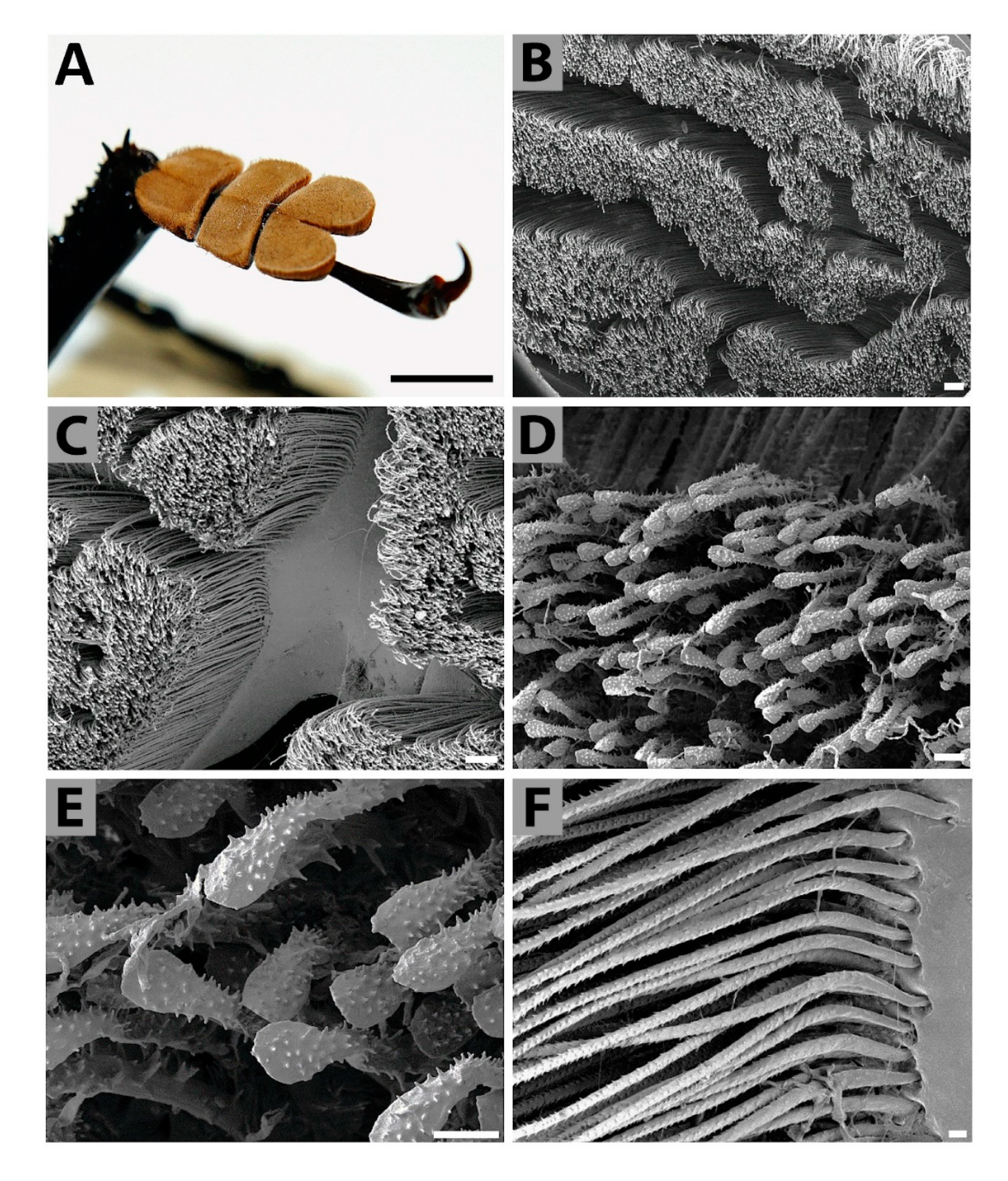 Insects 11 00120 g003