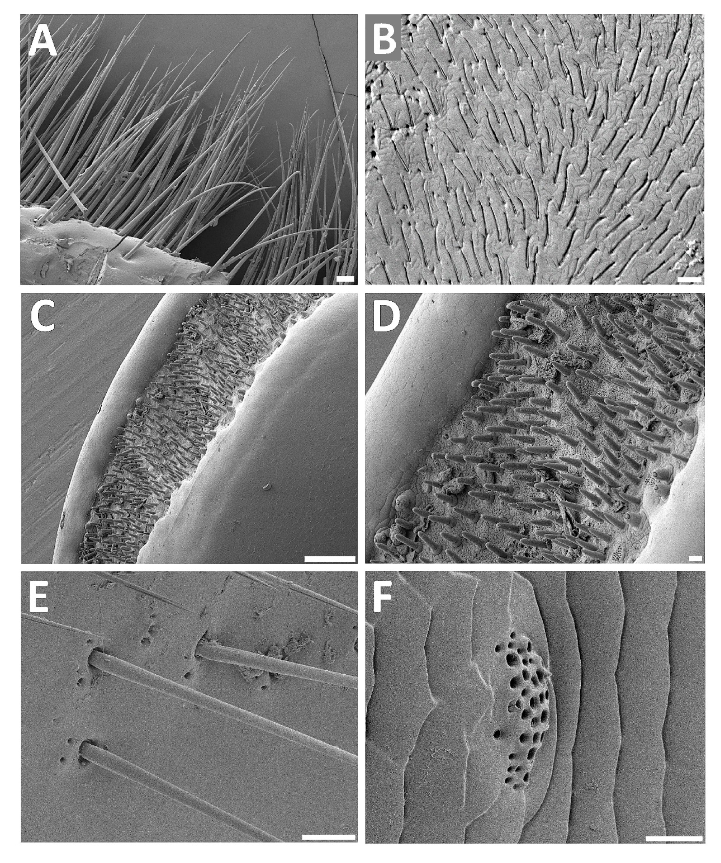 Insects 11 00120 g004