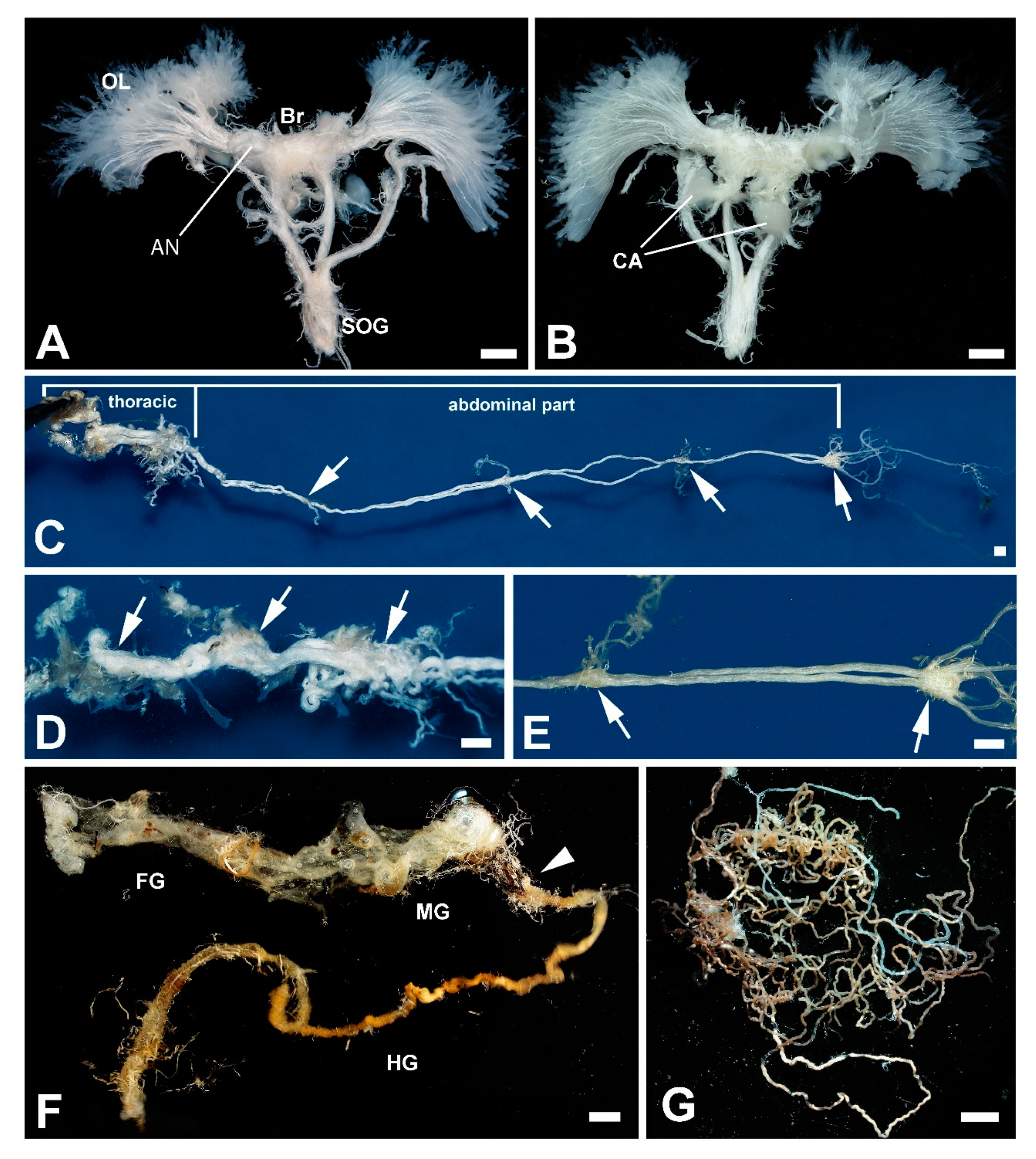 Insects 11 00120 g006