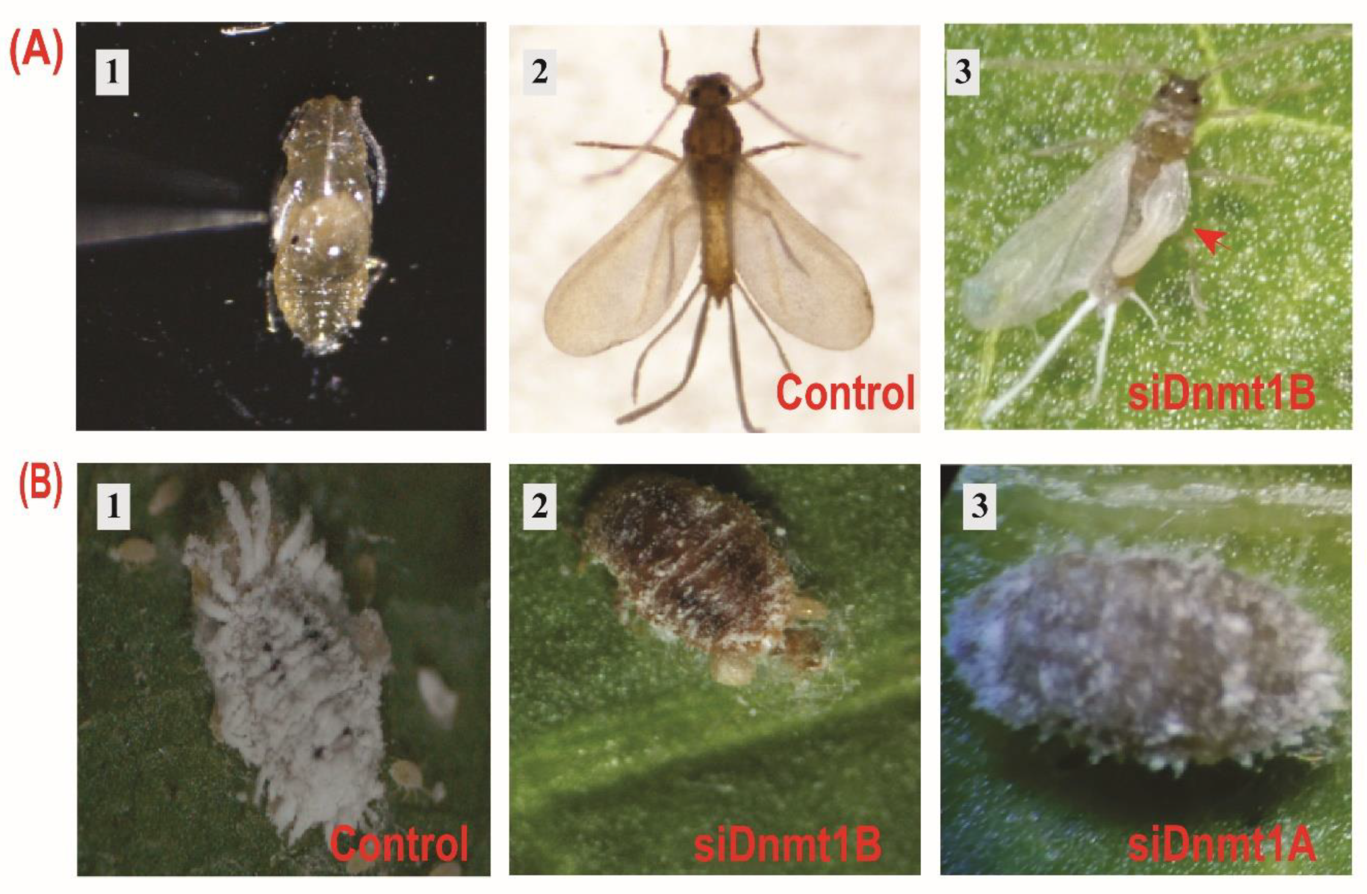 Insects 11 00121 g005