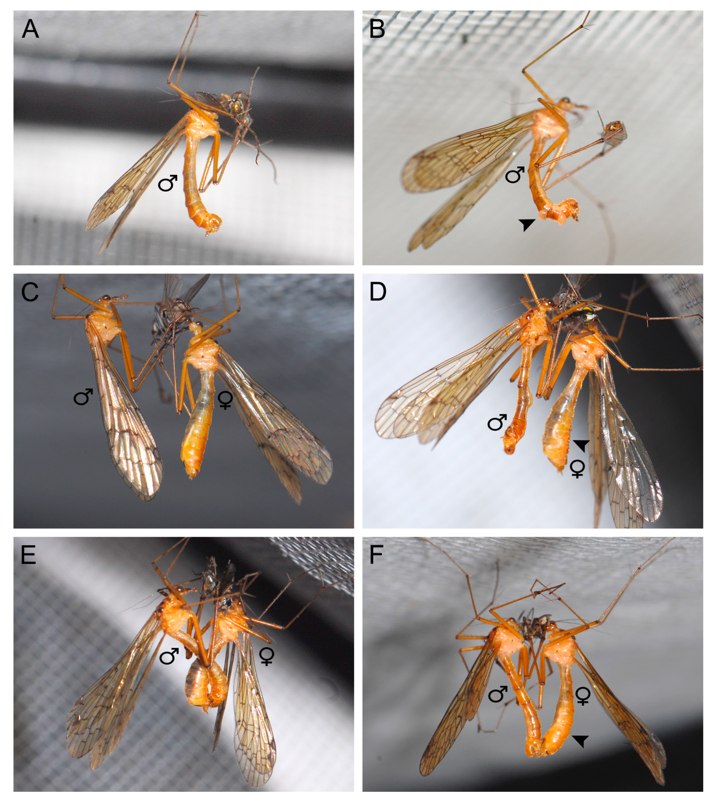 Insects 11 00123 g003