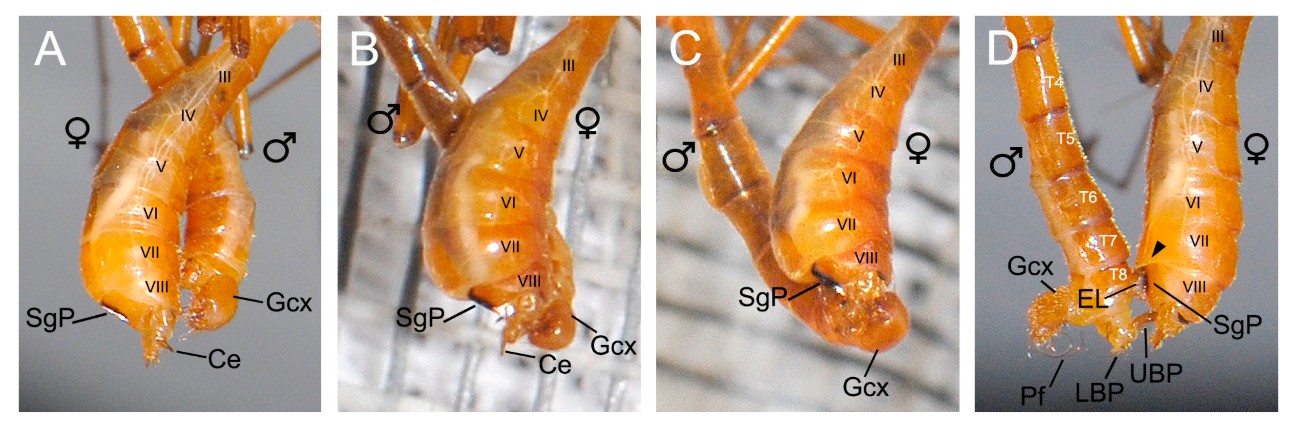 Insects 11 00123 g004