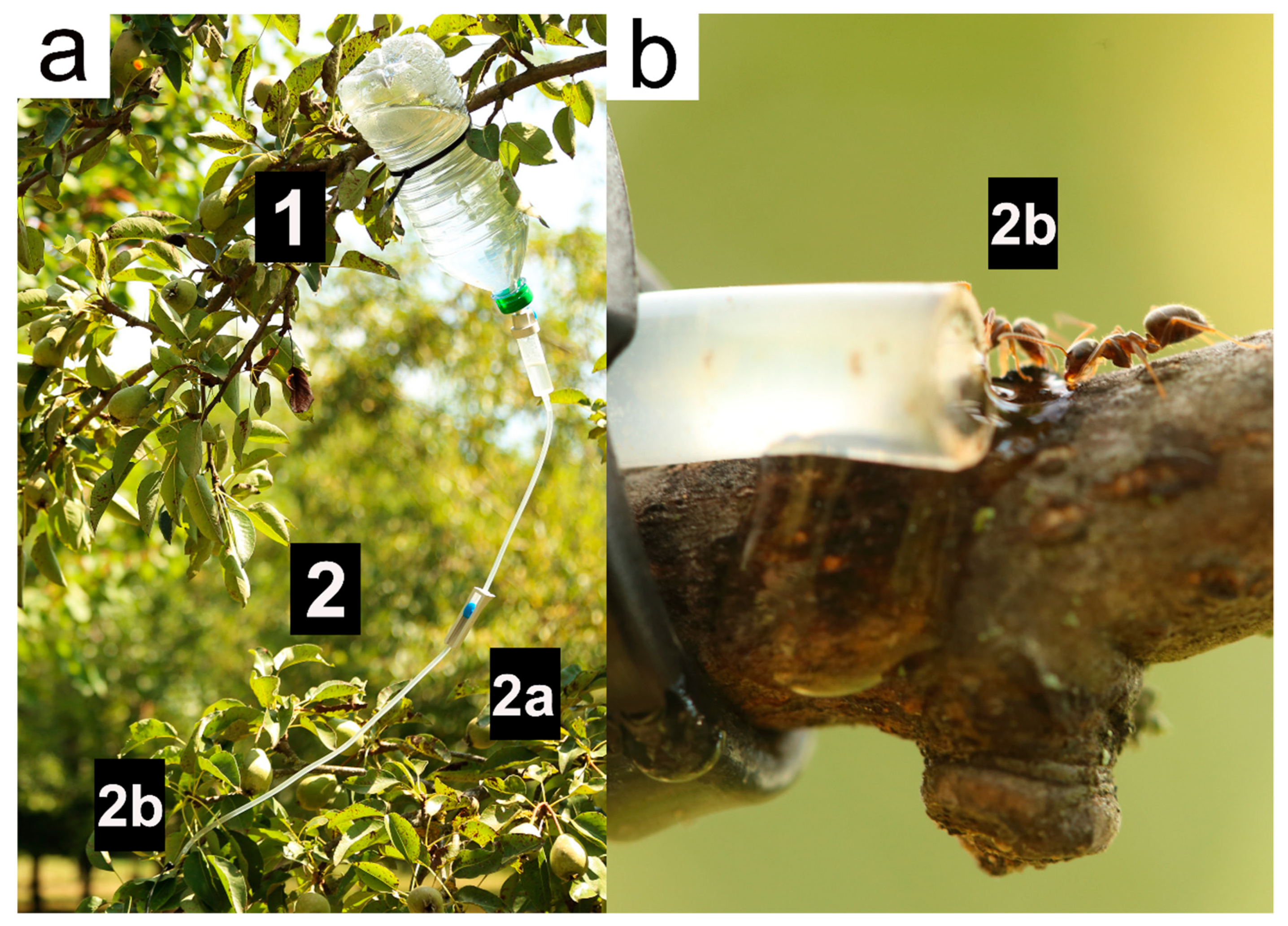 Insects 11 00129 g001