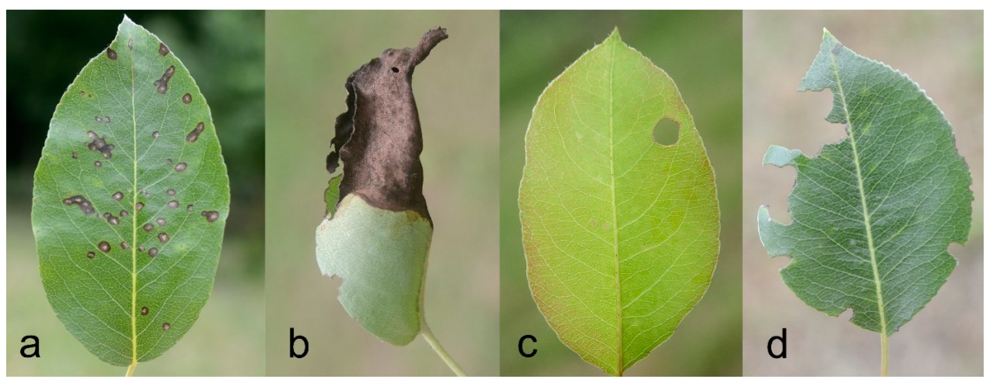 Insects 11 00129 g003