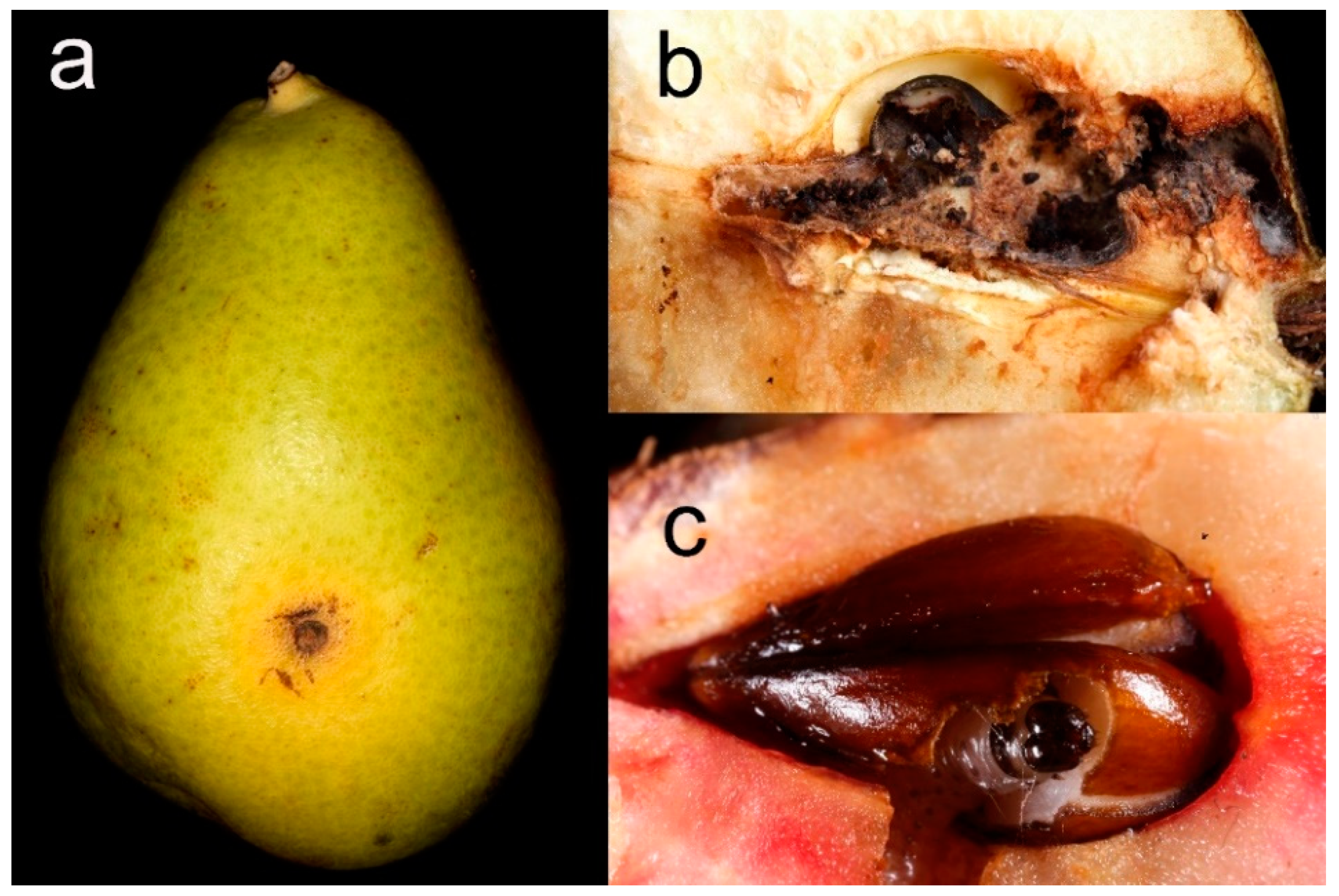 Insects 11 00129 g007