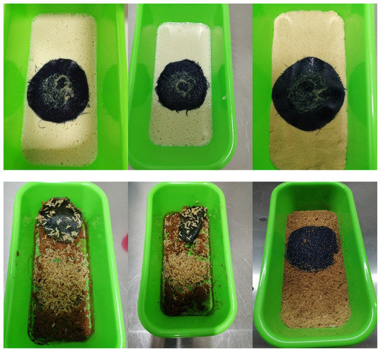 Insects 11 00131 g0a1