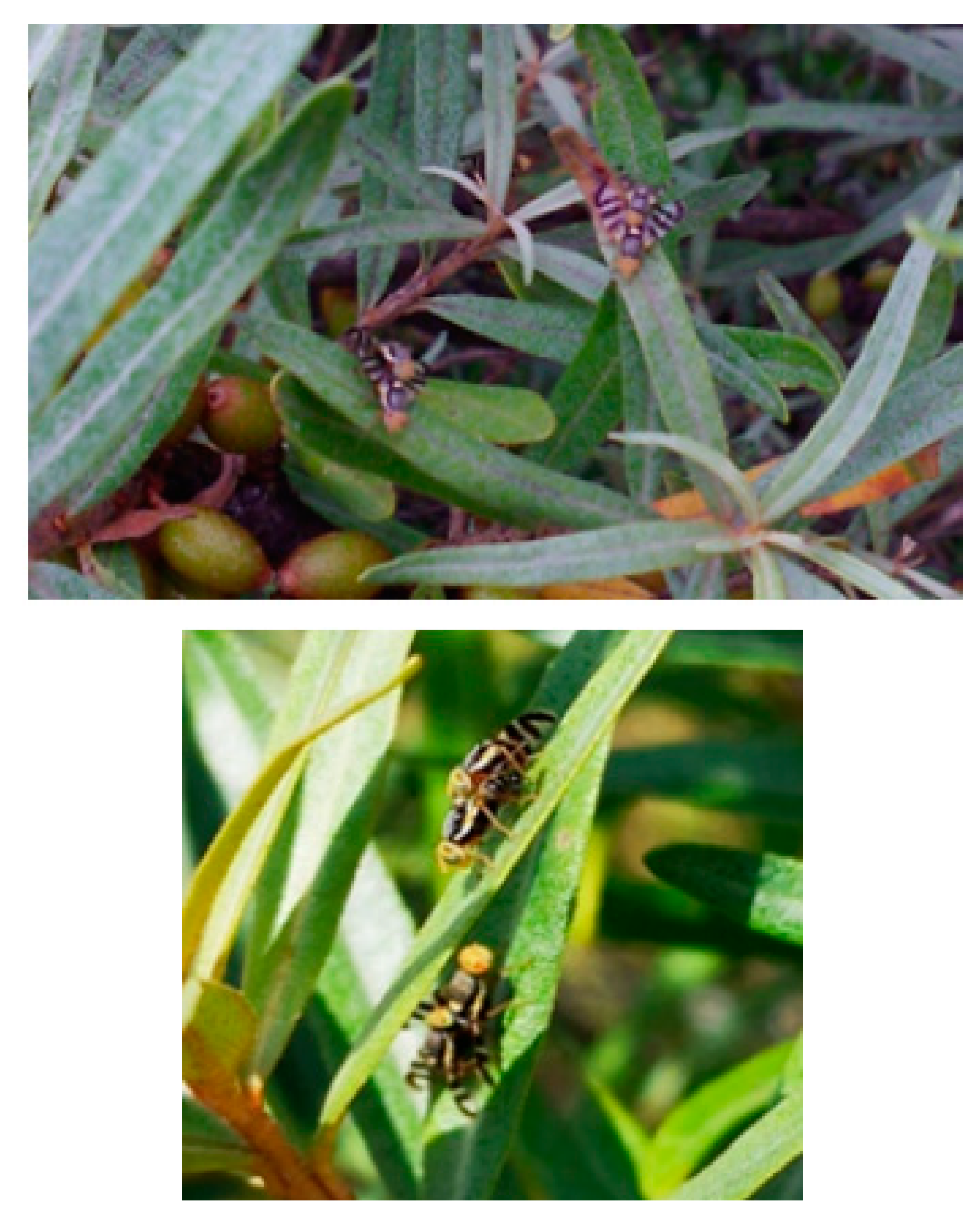 Insects 11 00138 g008 Insects 11 00138 g008