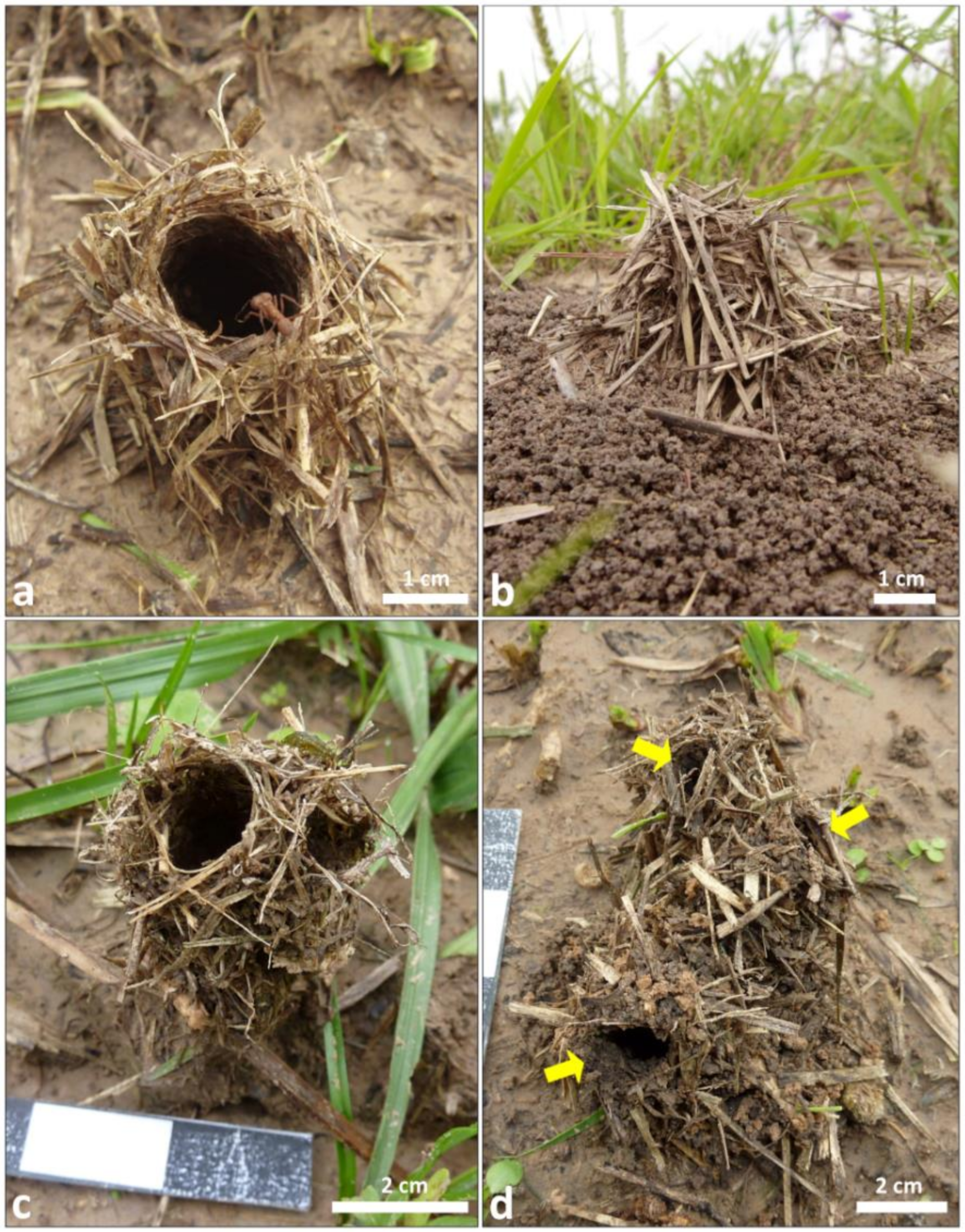 Insects 11 00140 g001