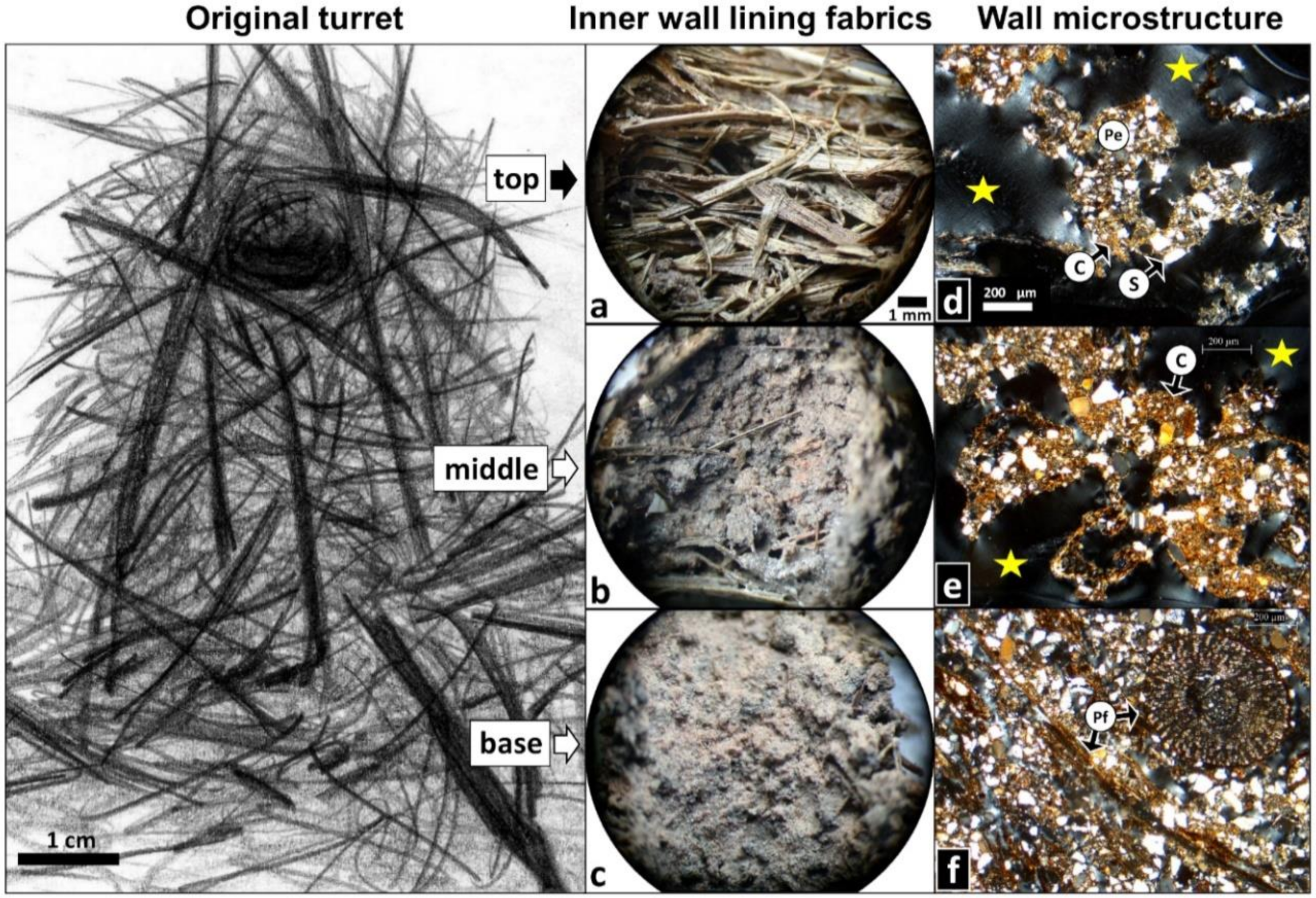 Insects 11 00140 g002