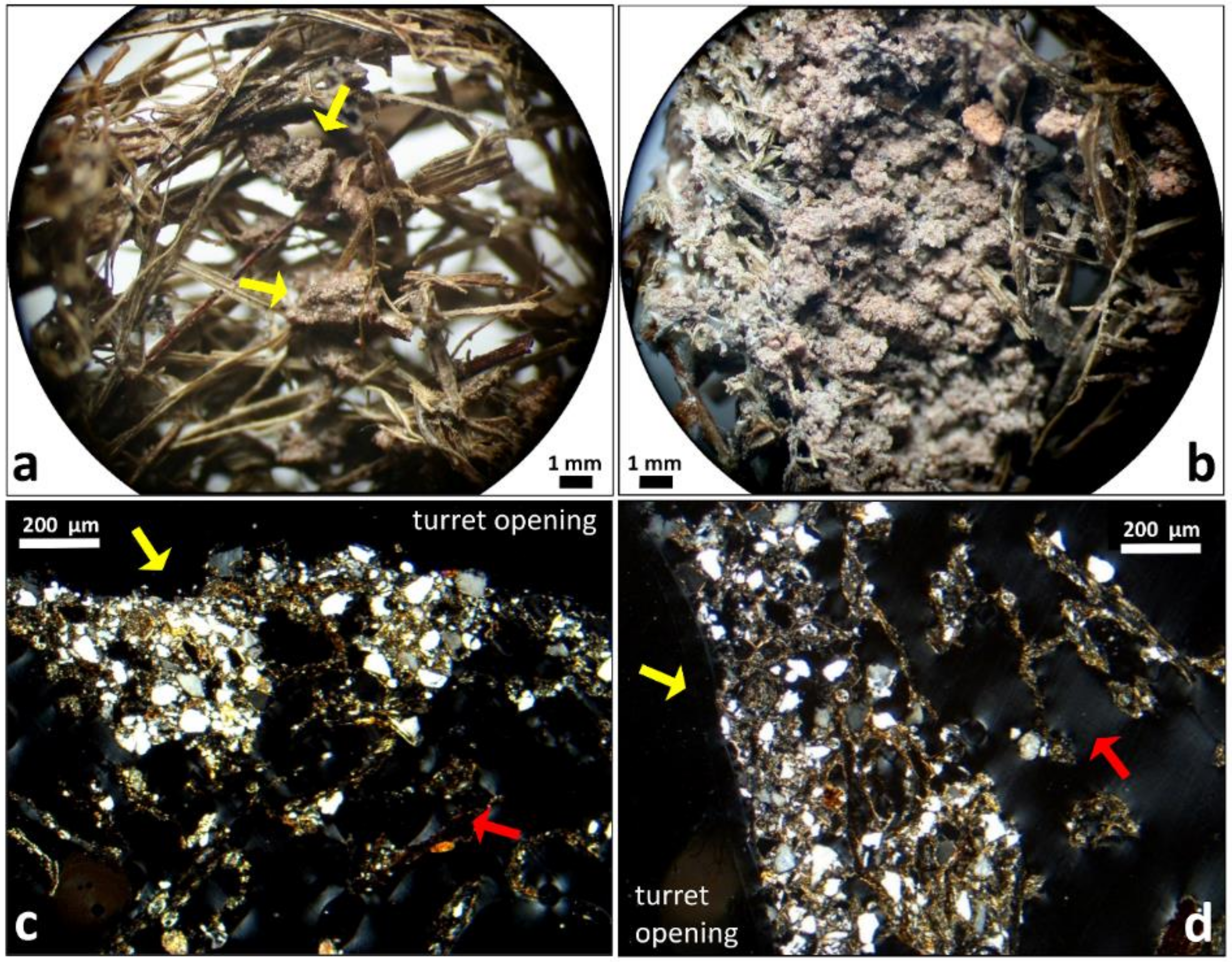 Insects 11 00140 g003