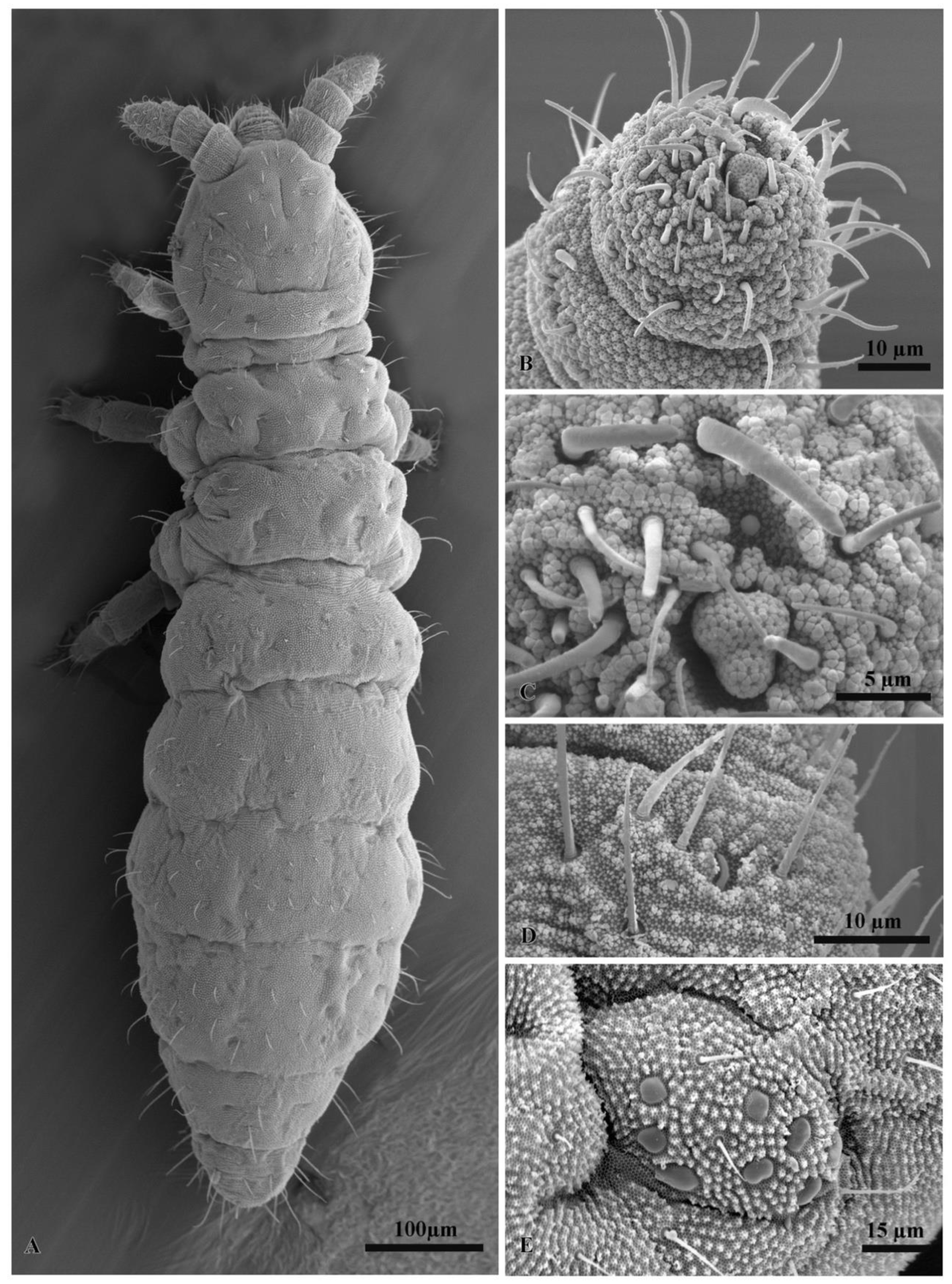 Insects 11 00141 g007 Insects 11 00141 g007