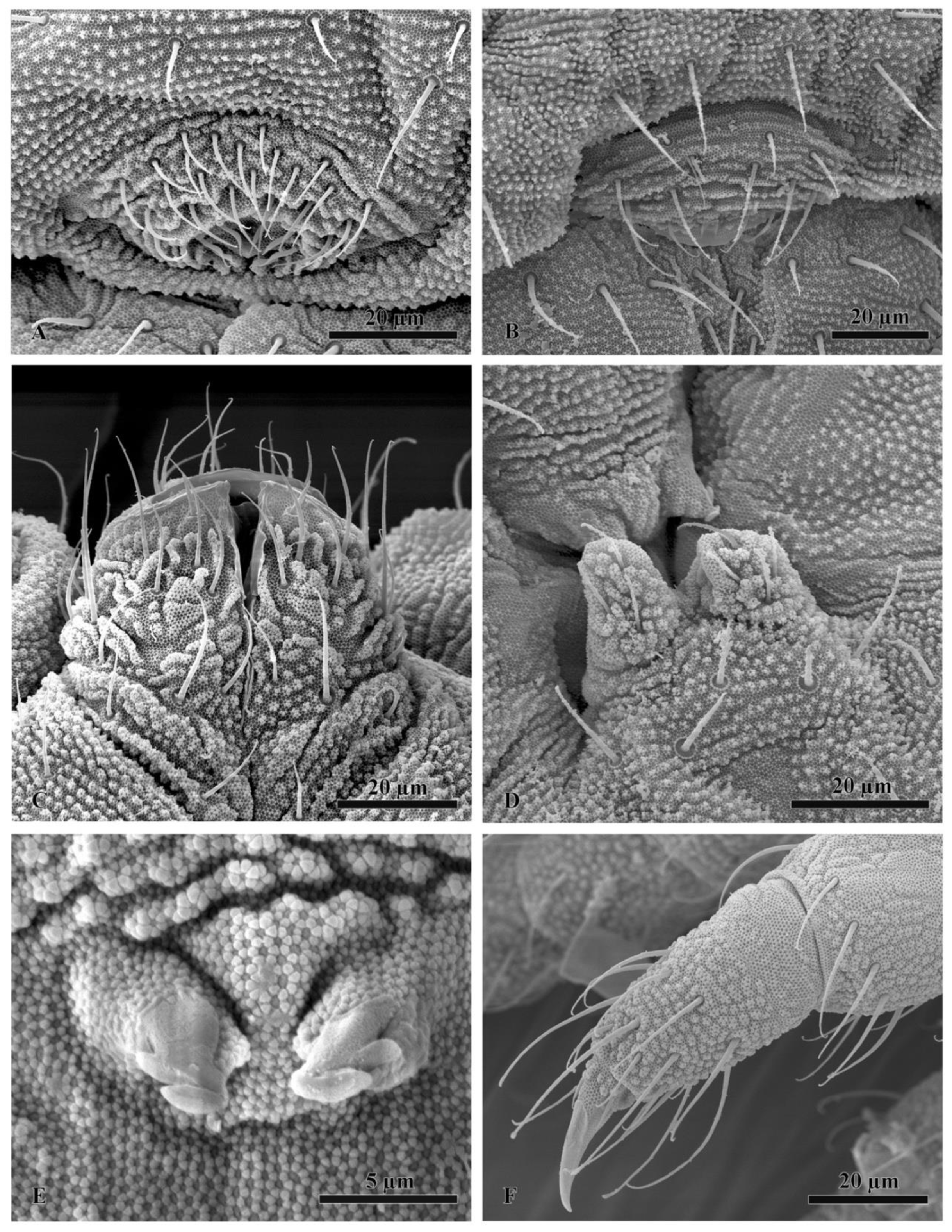 Insects 11 00141 g008 Insects 11 00141 g008