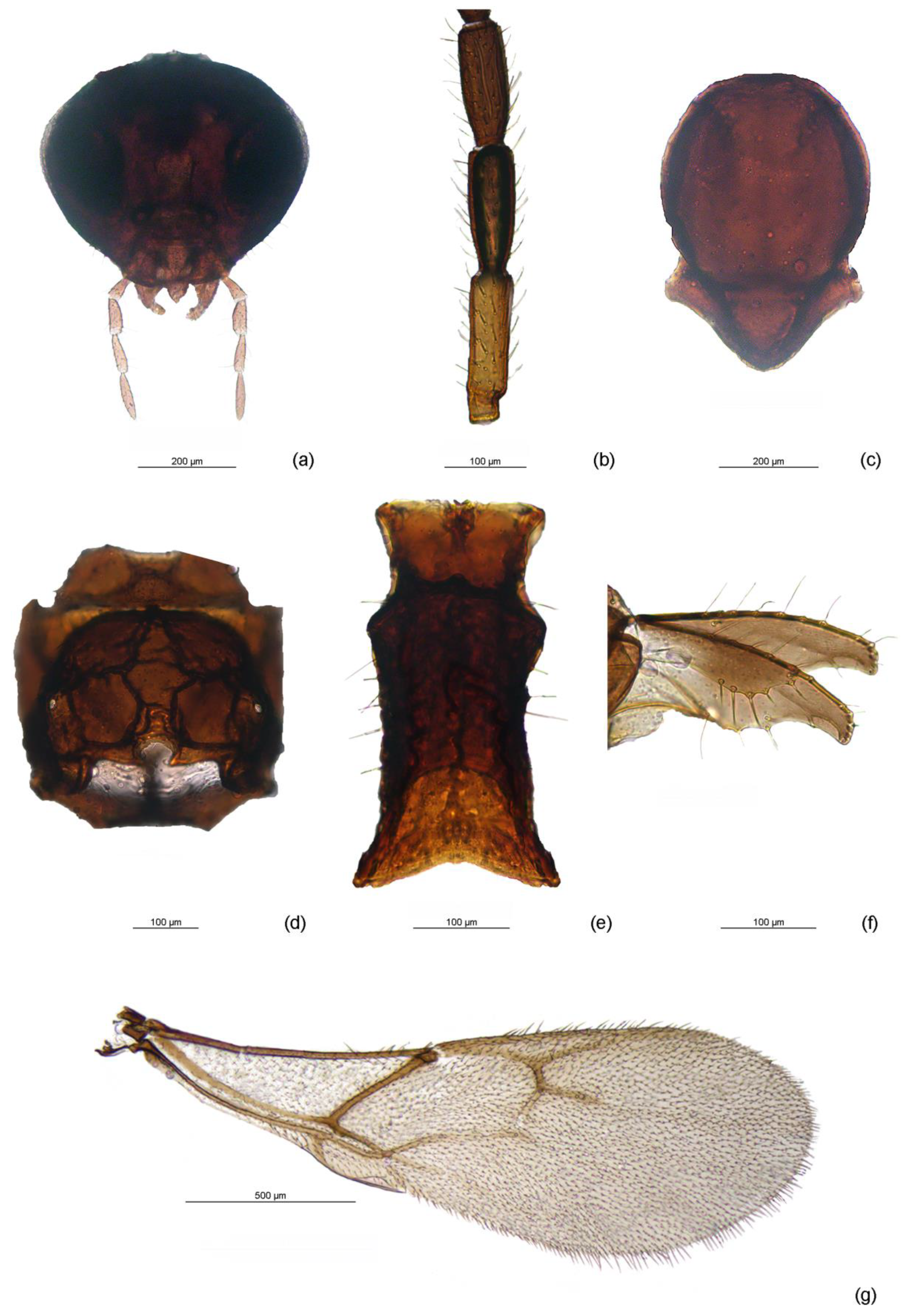 Insects 11 00160 g007