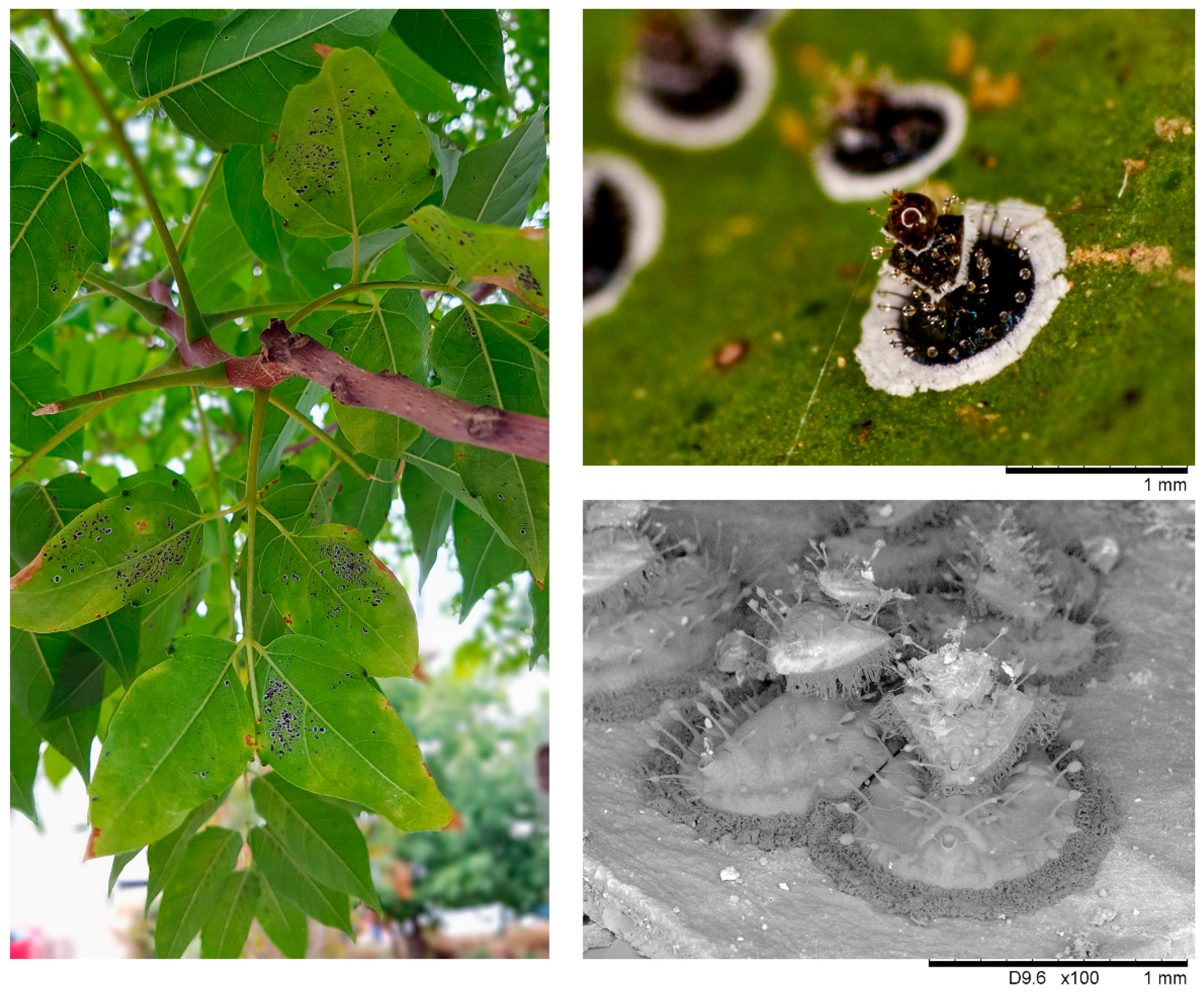 Insects 11 00161 g001