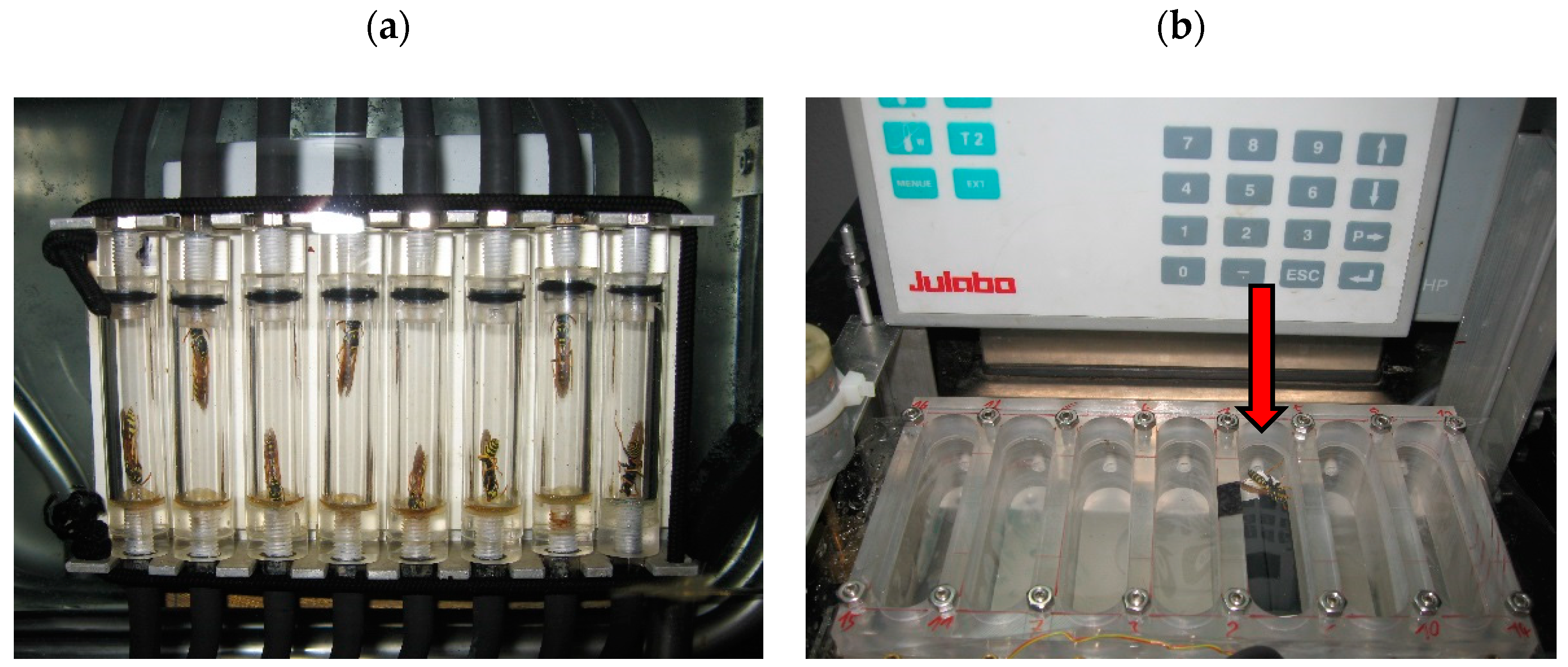 Insects 11 00165 g001