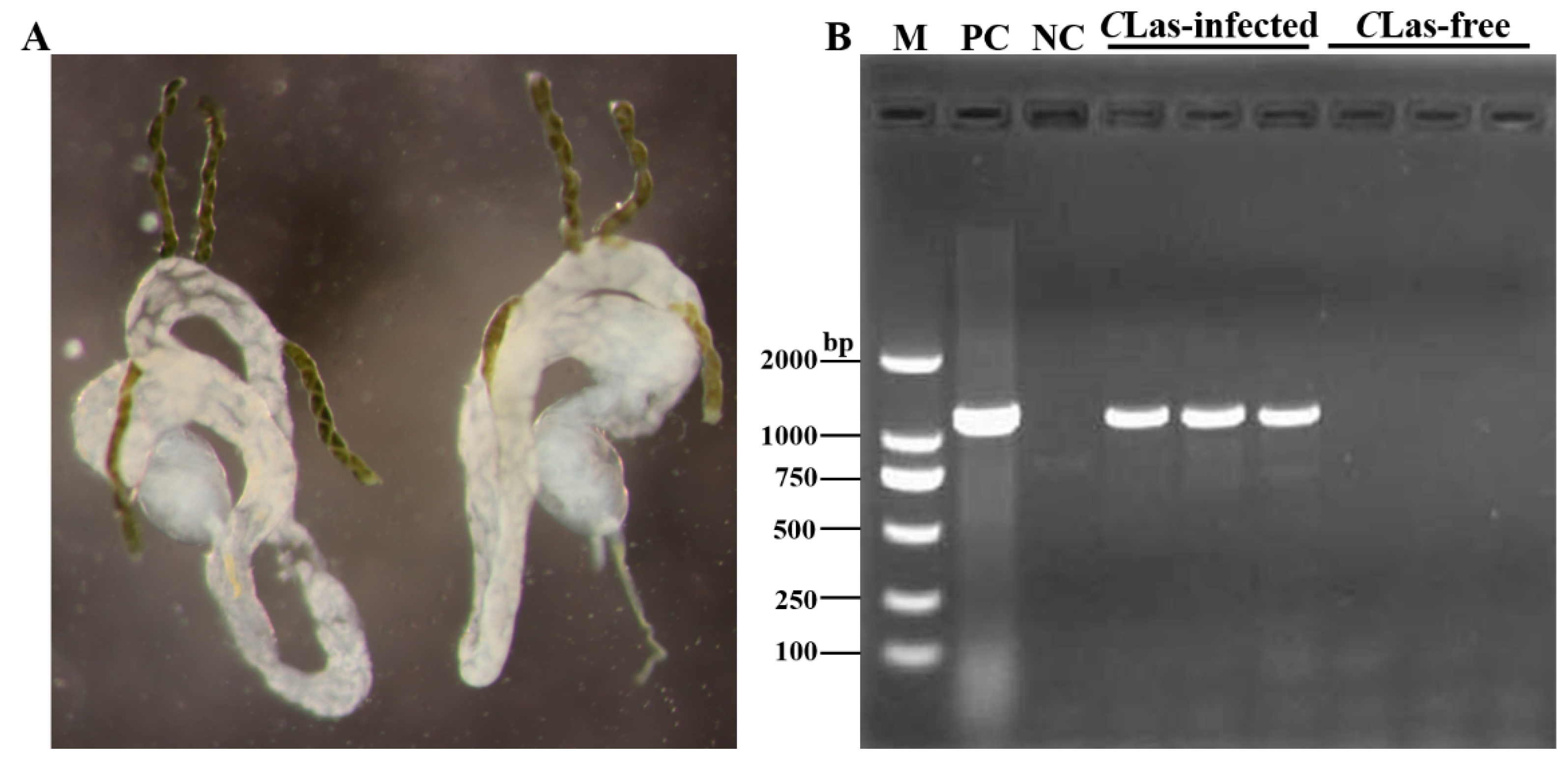 Insects 11 00171 g001