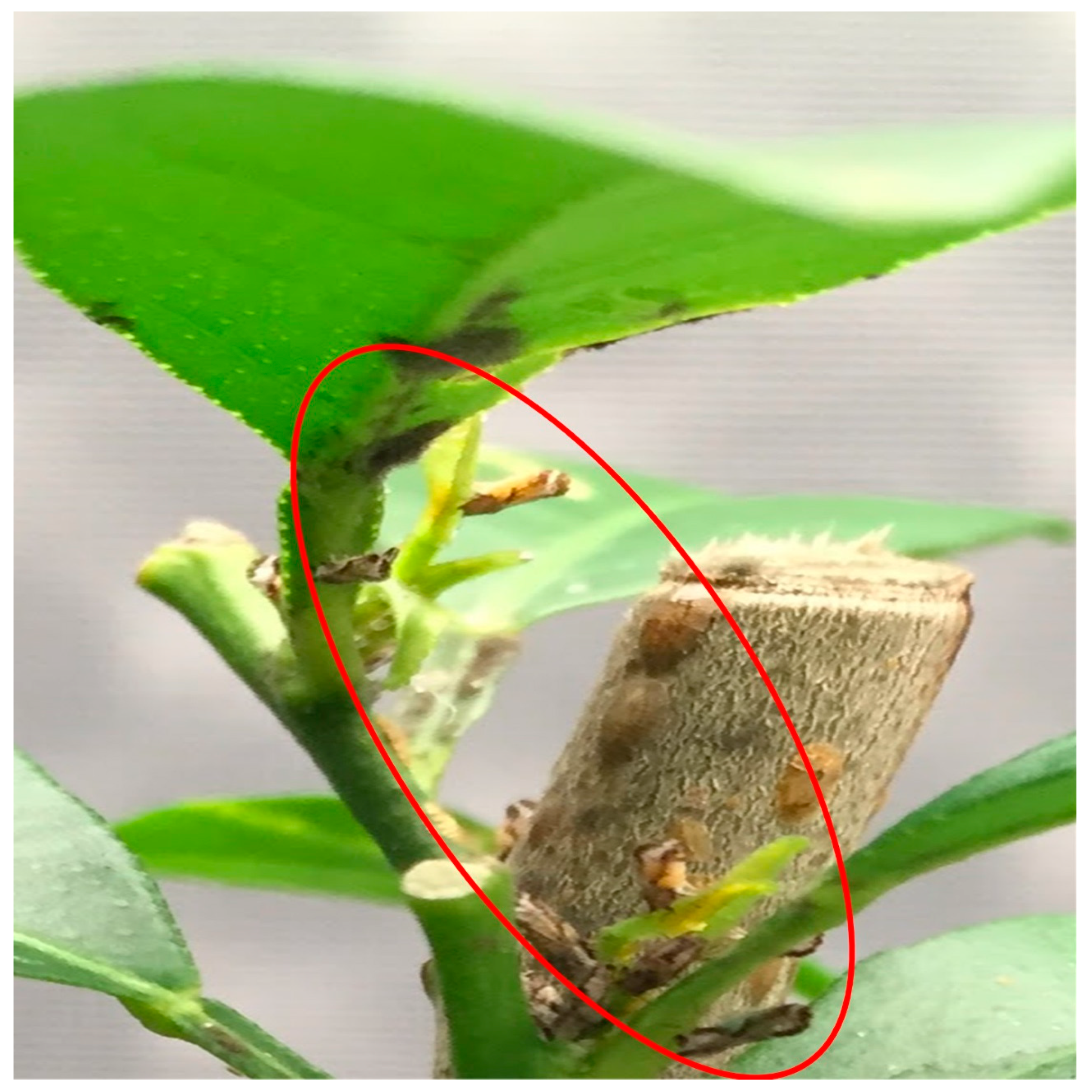 Insects 11 00182 g004