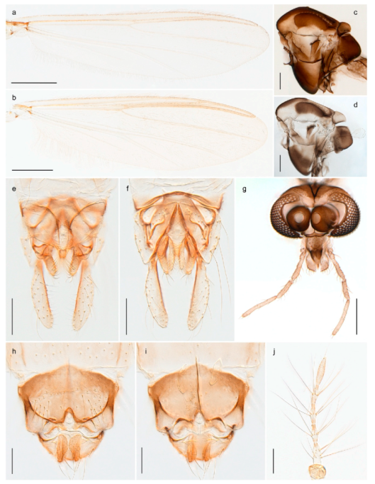 Insects 11 00183 g014