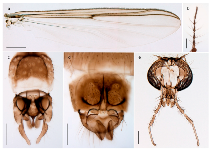 Insects 11 00183 g017