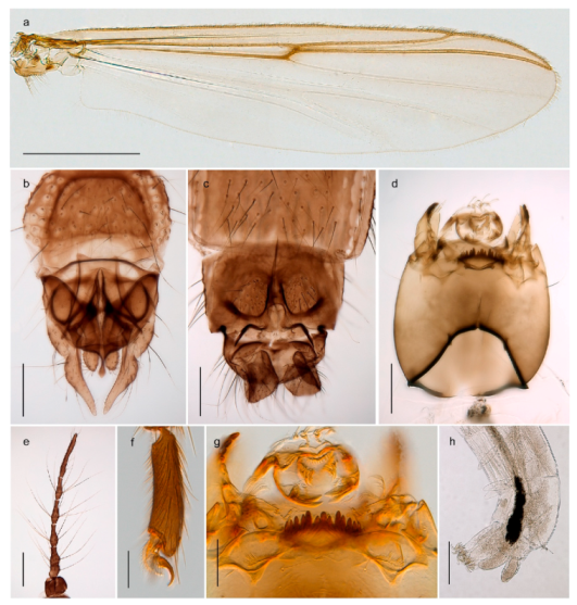 Insects 11 00183 g018