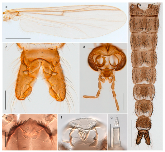 Insects 11 00183 g026