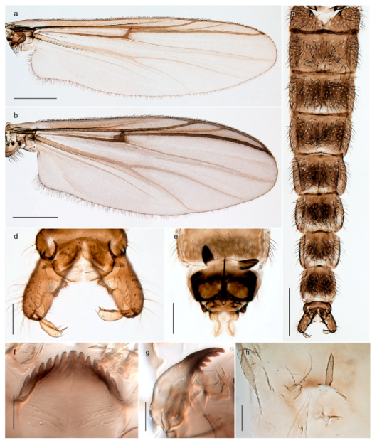 Insects 11 00183 g029