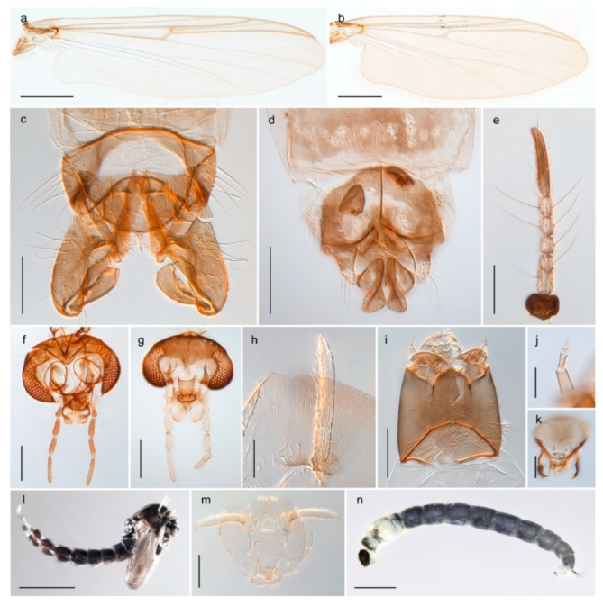 Insects 11 00183 g033