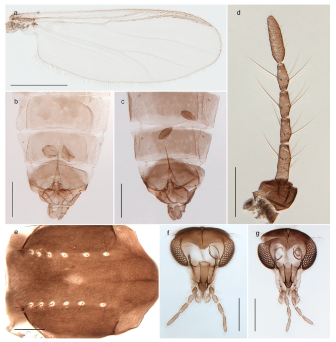 Insects 11 00183 g034