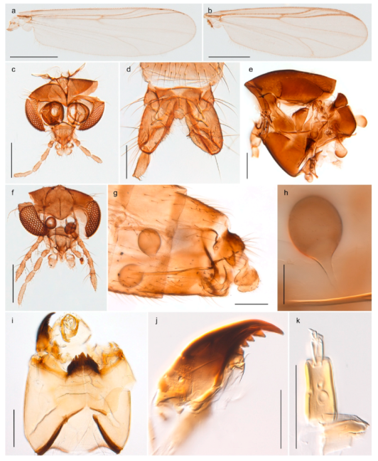 Insects 11 00183 g036