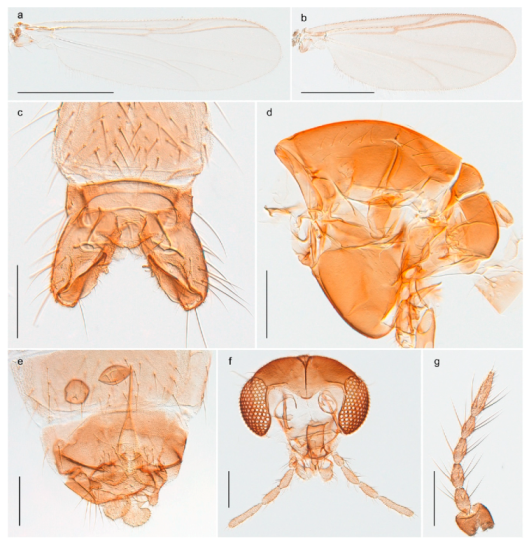 Insects 11 00183 g038