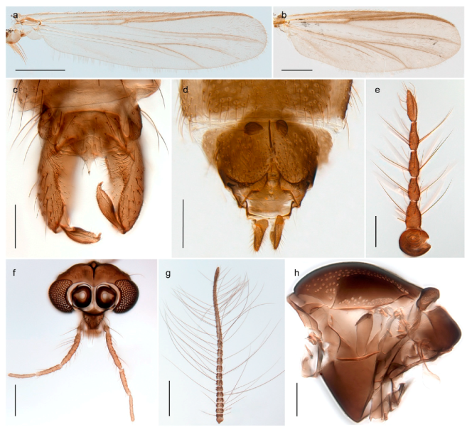 Insects 11 00183 g041