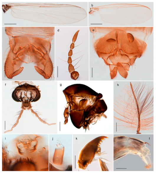 Insects 11 00183 g042