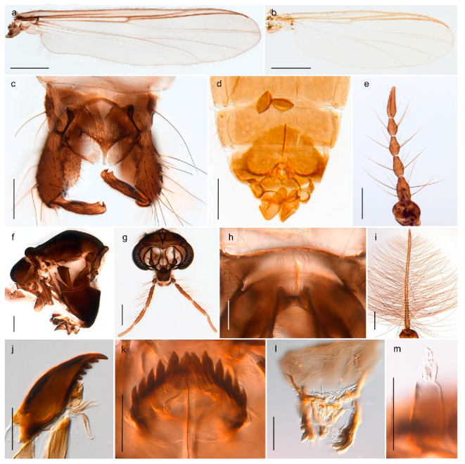 Insects 11 00183 g043