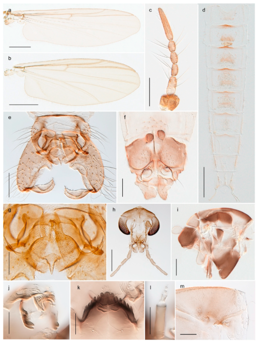 Insects 11 00183 g050