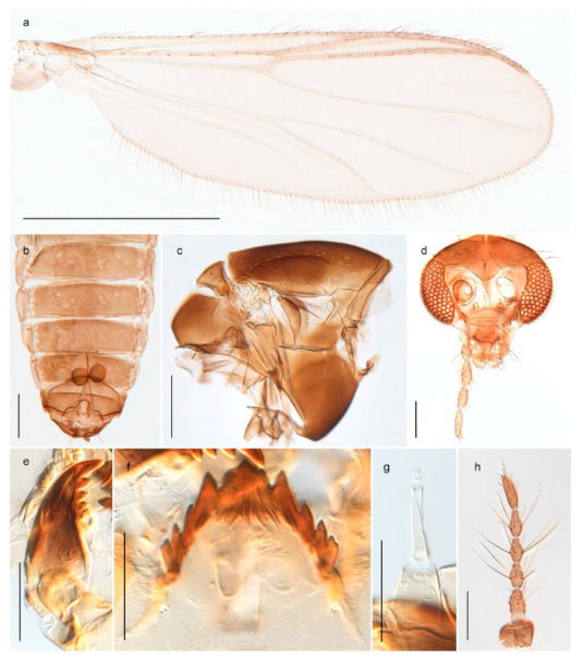 Insects 11 00183 g062