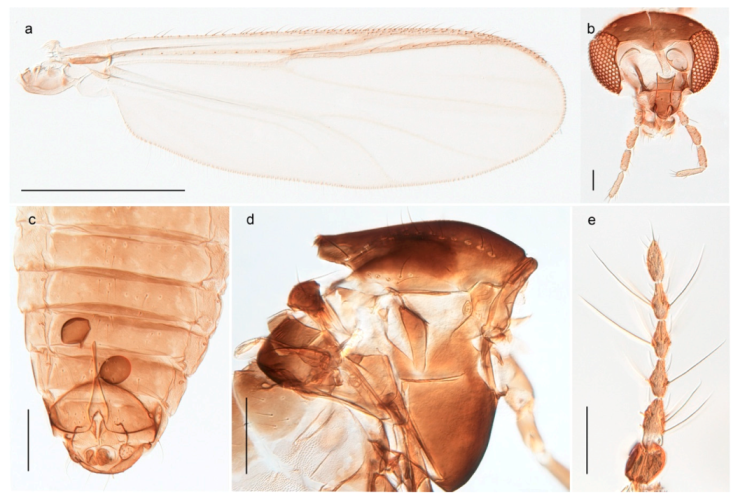Insects 11 00183 g063
