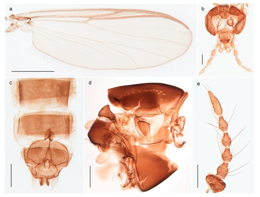 Insects 11 00183 g064