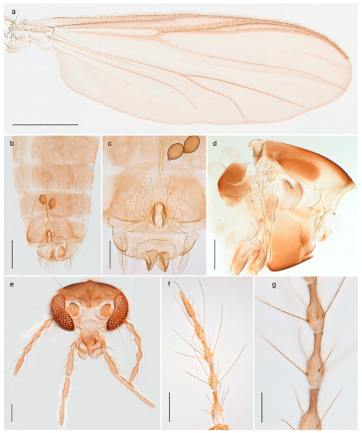Insects 11 00183 g066