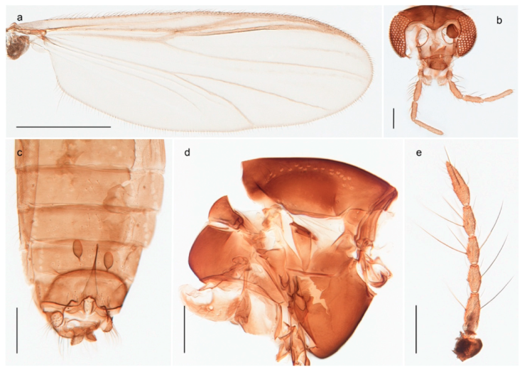 Insects 11 00183 g068