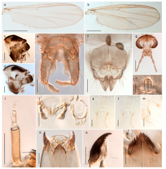 Insects 11 00183 g071
