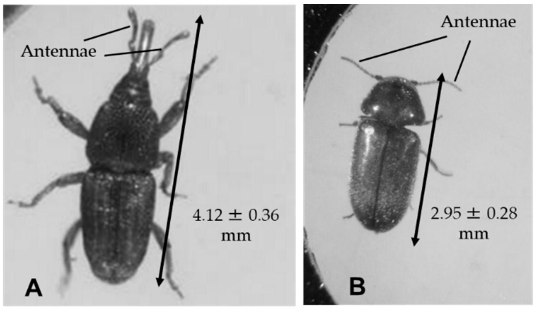 Insects 11 00187 g001