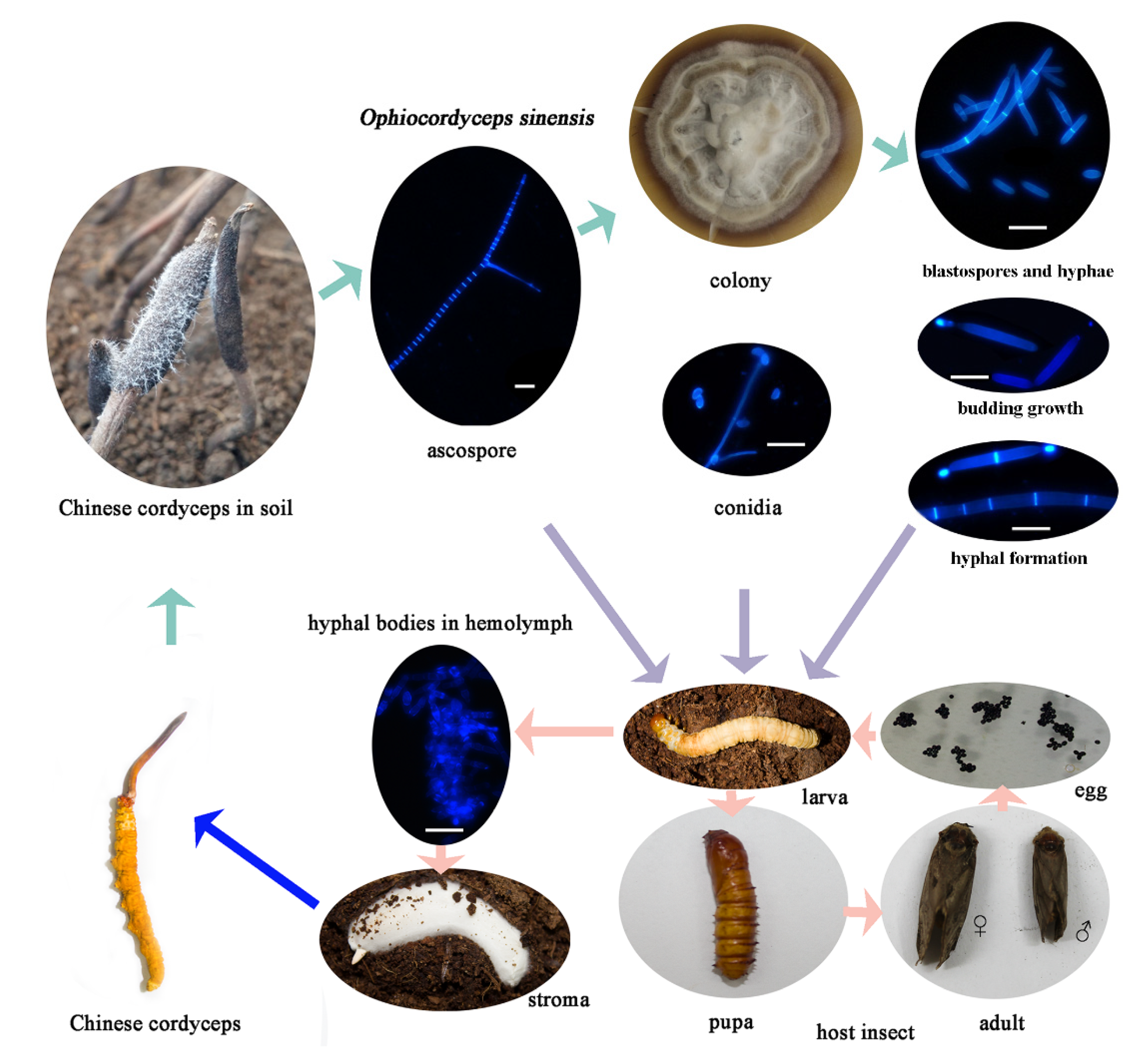 Insects 11 00205 g001