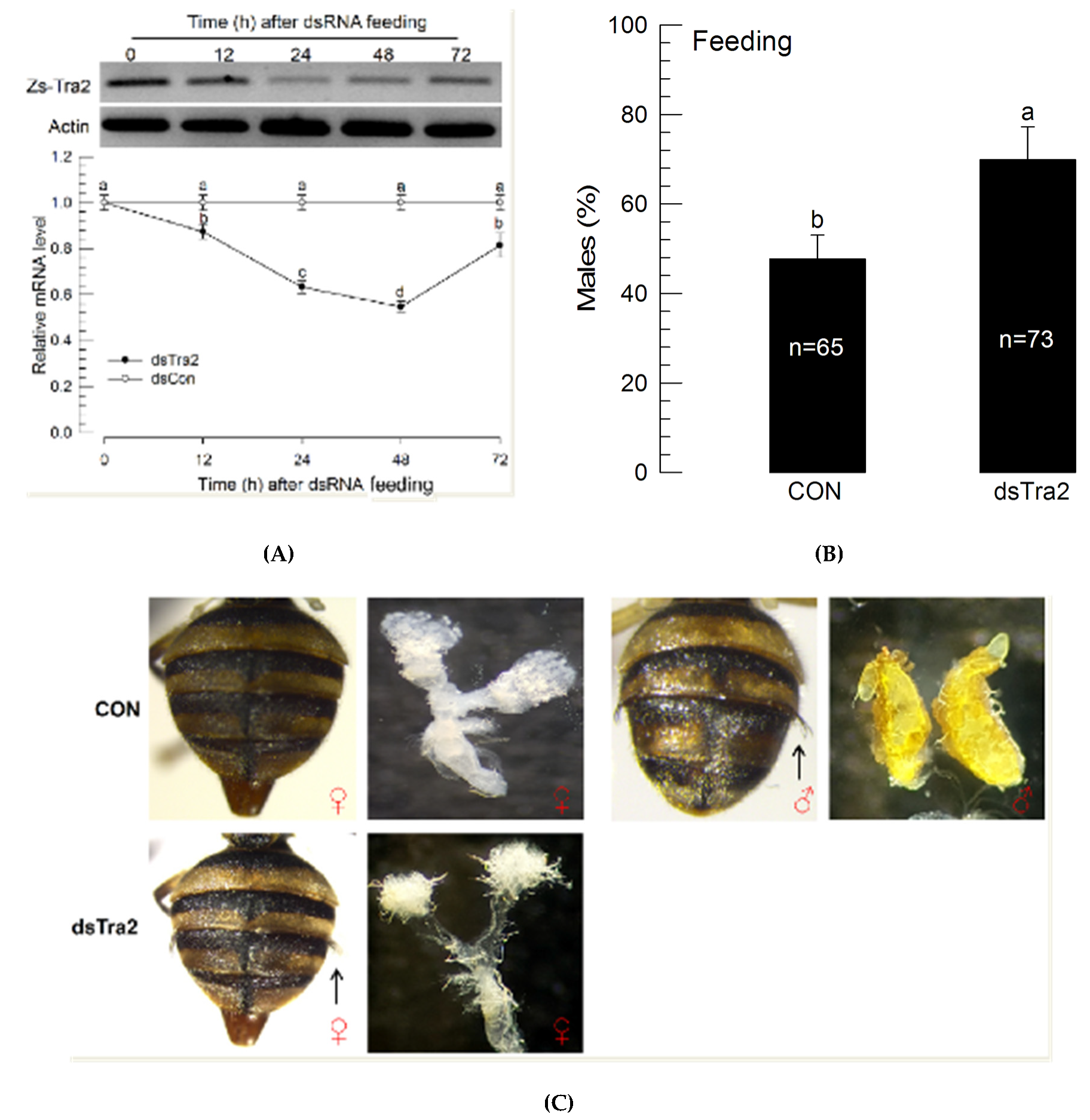 Insects 11 00211 g006 Insects 11 00211 g006