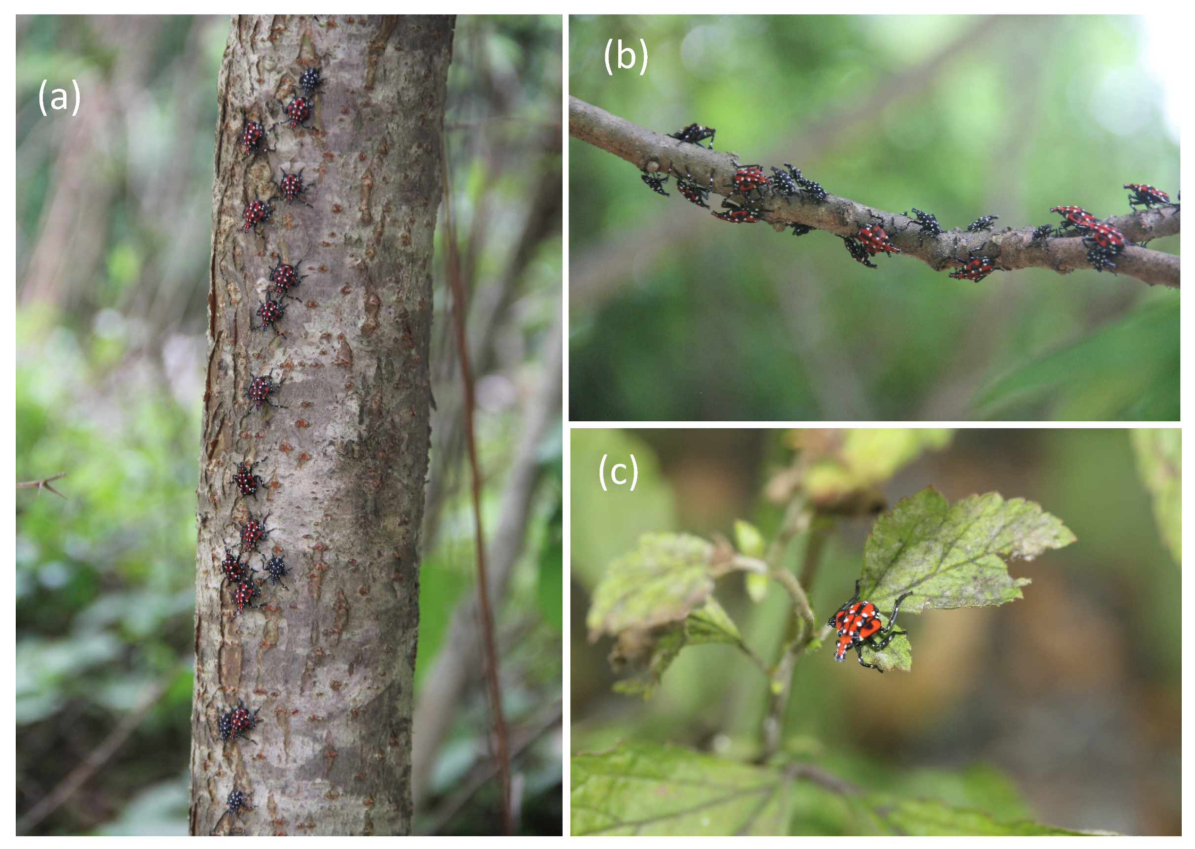 Insects 11 00215 g001 Insects 11 00215 g001