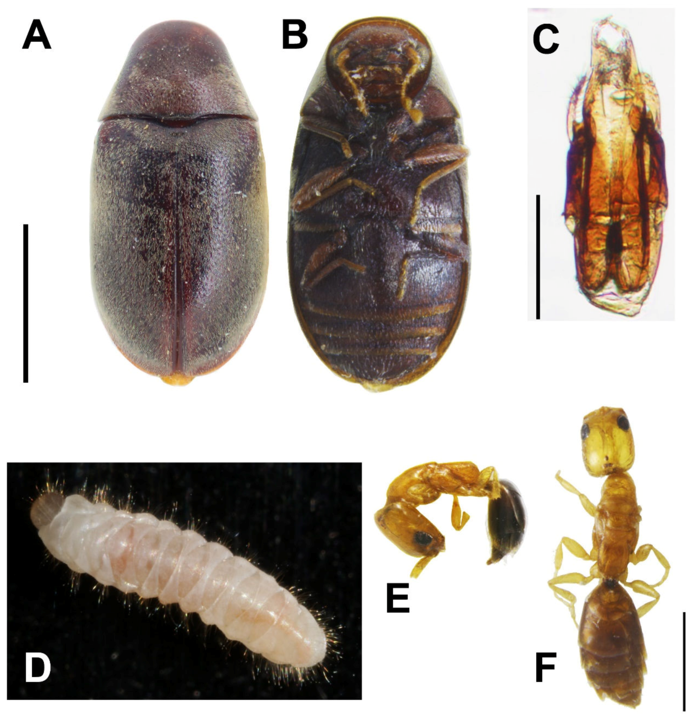 Insects 11 00223 g002 Insects 11 00223 g002