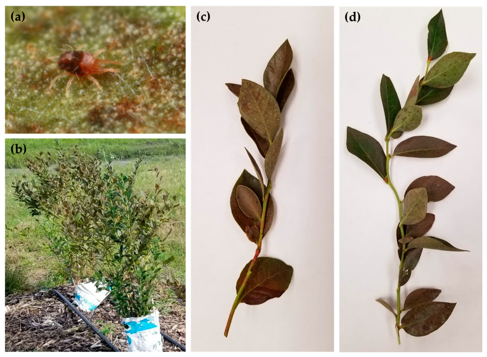 Insects 11 00233 g001